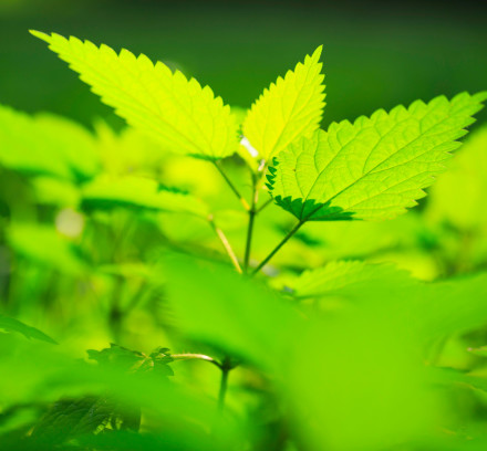 nettles