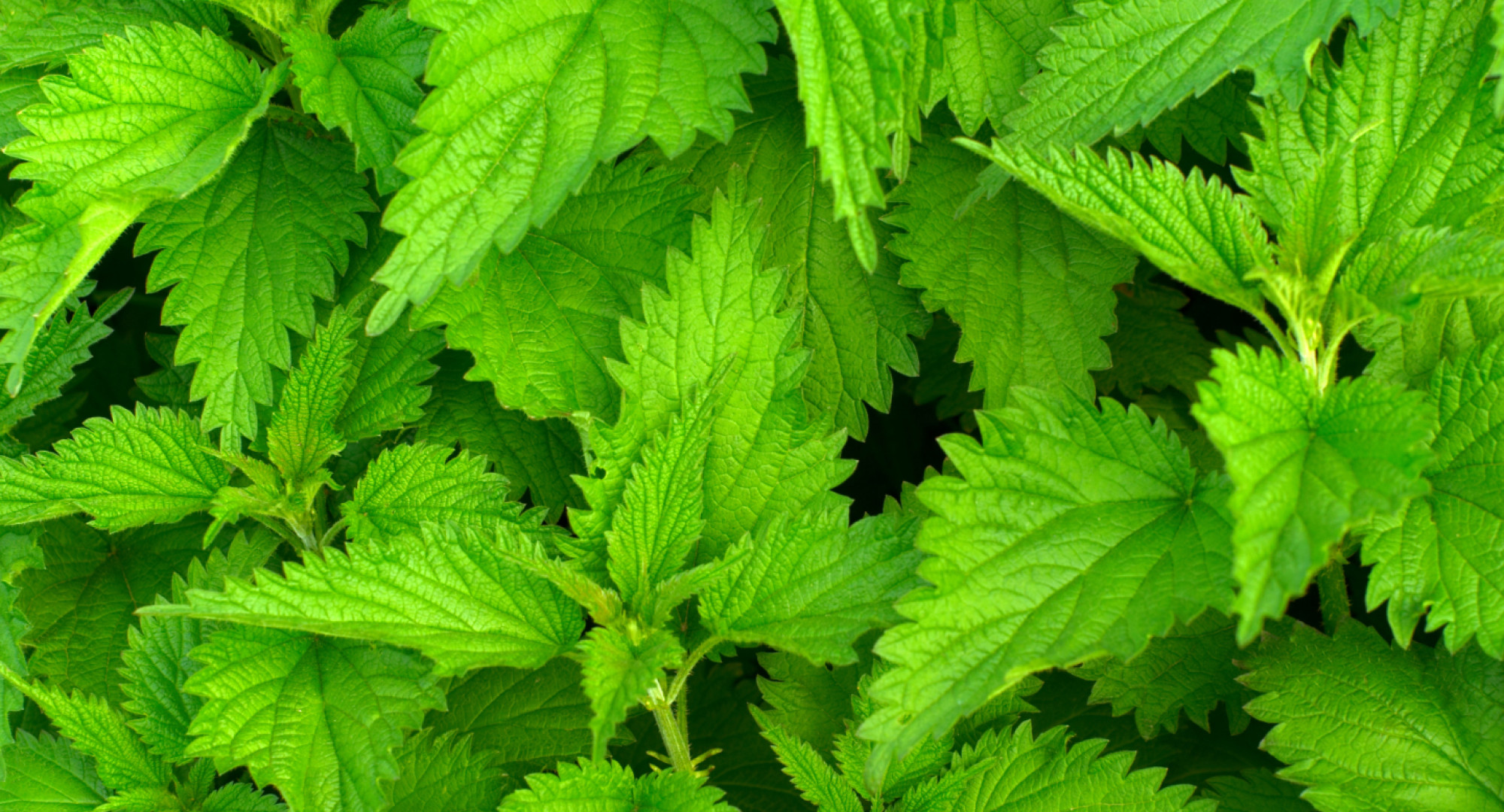 nettles