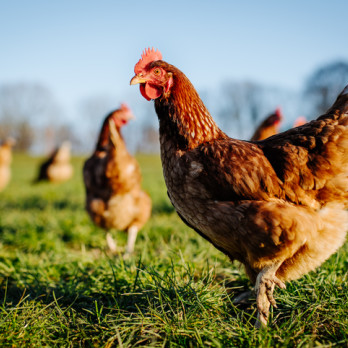 Poultry