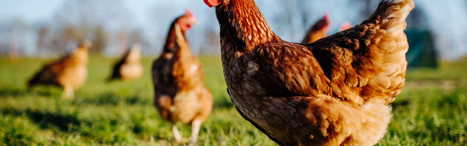 UrticaPlus Poultry Supplements